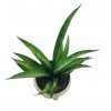 Sansevieria trifasciata "Tess"