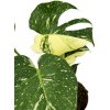 Monstera “Thai constellation”
