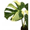 Monstera “Thai constellation”