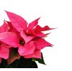 Vánoční růže - Poinsettia "Mars Pink"
