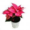 Vánoční růže - Poinsettia "Mars Pink"