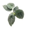 Alocasia “Maharani”