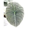 Alocasia “Maharani”