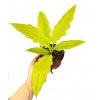 Philodendron "Yellow saw"