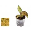Jewel orchid "Anoectochilus roxburghii GOLD BAR"
