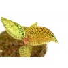 Jewel orchid "Anoectochilus roxburghii GOLD BAR"