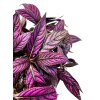 Strobilanthes "Persian shield"