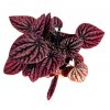 Peperomia 'Red Luna'