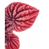 Peperomia 'Red Luna'