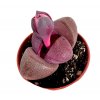 Lithops Spp. Pleiospilos RUBRA