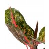 Aglaonema "Tropic passion"