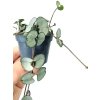 Ceropegia woodii "Silver Glory" baby