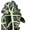 Alocasia "Polly"