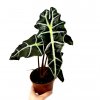 Alocasia "Polly"
