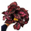 Begonia Etna”