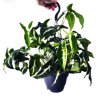 Syngonium wendlandii XXL