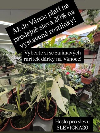 Až do Vánoc platí každé pondělí a středu 13-18 na prodejně sleva 20% s heslem SLEVUCKA20!! A nezapomeňte nám donést...