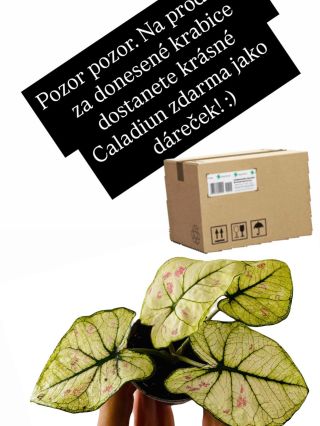 Přineste tam na prodejnu použité krabice nabalení a odneste si baby Caladium :)