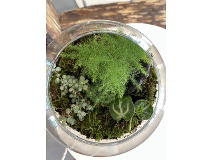 Plantárium střední s anturií