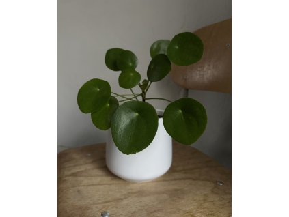 pilea peperomioides?