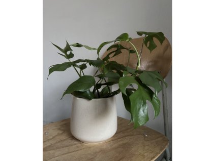 monstera adansonii?