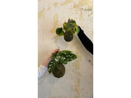 workshop kokedama?