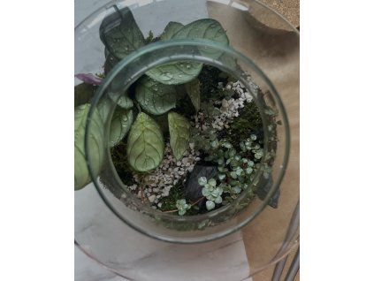 workshop Plantárií?