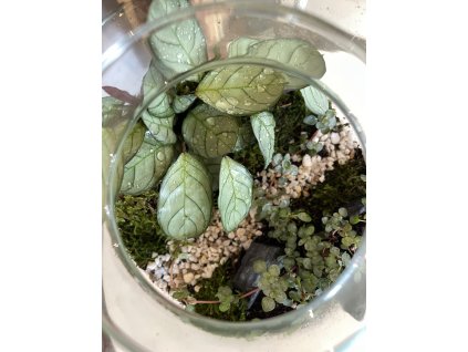 workshop Plantárií?