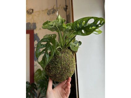 kokedama, Střední?