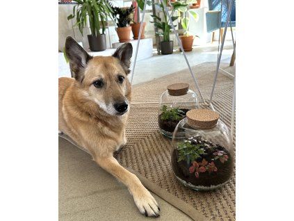 plantárium, Střední?