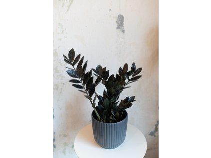 Zamioculcas