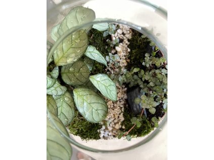 Plantárium velké s marantou