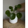 pilea peperomioides?