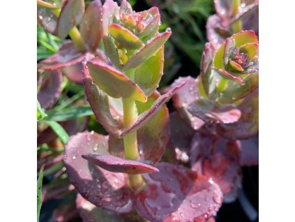 vyr 719 sedum yellow delicat
