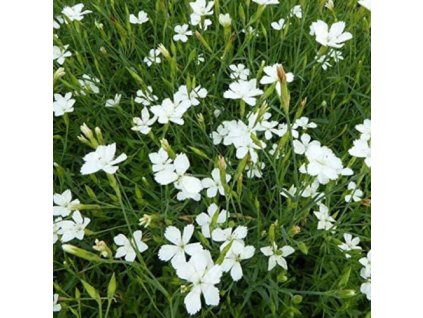 vyr 628 Dianthus deltoides White 1