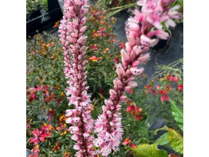 Rdesno  ‘Rosea´  Persicaria amplexicaulis ´Rosea´