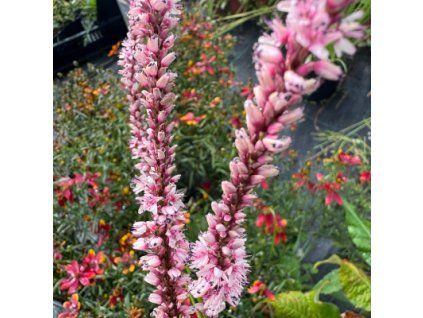Rdesno 'Rosea'  Persicaria amplexicaulis 'Rosea'