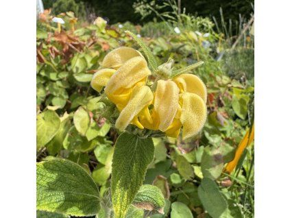 Sápa Russelova  Phlomis russeliana