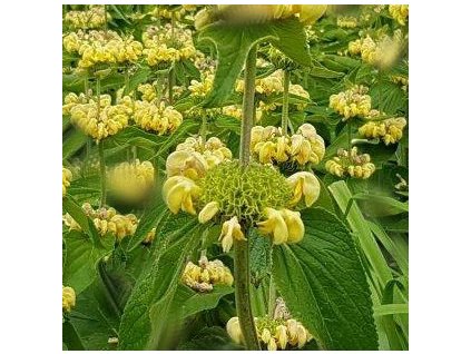vyr 969 Phlomis russeliana