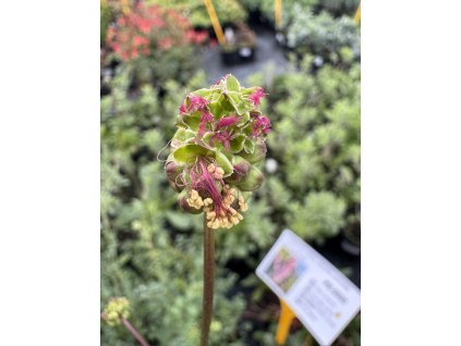 Krvavec menší  Sanguisorba minor