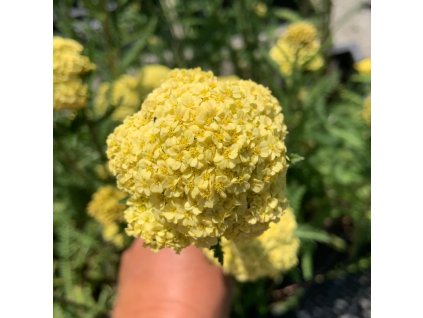 vyr 746 Achillea millefolium Summer Fruits Lemon