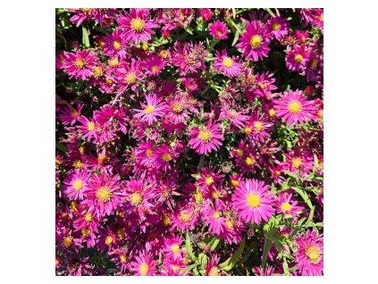 vyr 965 Aster novi belgii Magic Deep Rose