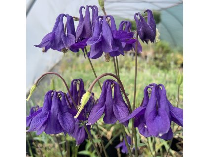 vyr 685 3C74D741 36FD 4FD5 9981 DCD3D301C70F