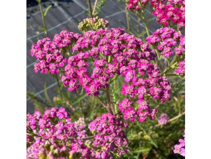 Řebříček obecný 'Cerise Queen'  Achillea millefolium 'Cerise Queen'