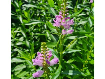 vyr 923 20220830 131050 1152x1536