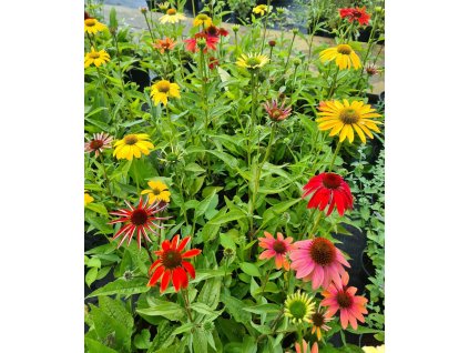 vyr 712 8f848235 1c17 45af bcdb 45a05f4b4da5