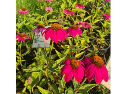 vyr 631 Echinacea purpurea PowWow Wild Berry2