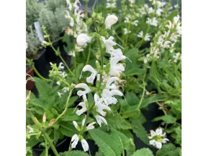 vyr 874 salvia pratensis Svan lake