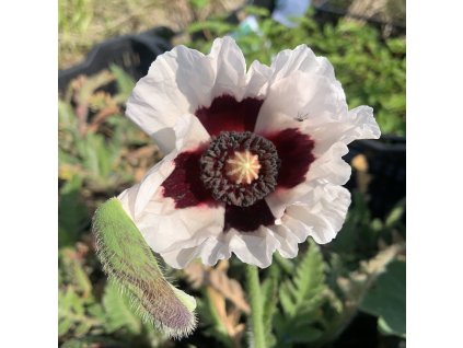 vyr 668 F9486FBF 5F55 48CA 8B6B C83583AE7DE0