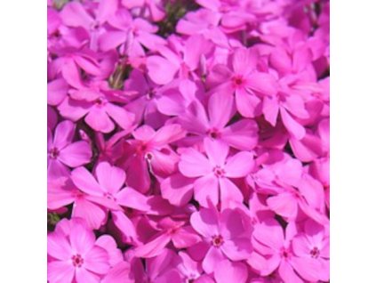 vyr 635 Phlox subulata McDaniel s Cushion